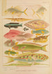 Poissons de la Grande Barrière de corail II - William Saville-Kent — vista dell’opera
