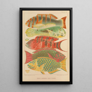 William SavilleKent - Great Barrier Reef Fishes.webp