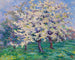 Pommier en fleurs - Willy Schlobach — vista dell’opera