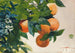 Arance su un ramo - Winslow Homer — vista dell’opera