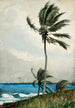 Palmier a Nassau - Winslow Homer — vista dell’opera