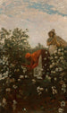Coton des hautes terres - Winslow Homer — vista dell’opera