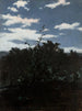 Paesaggio con una staccionata di rovi - Witold Pruszkowski — vista dell’opera