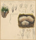Xylaria hypoxylon Pterula multifida - Hans Walty — vista dell’opera