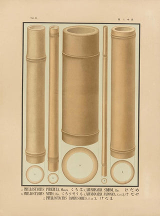 Yasuyoshi Shirasawa - Icones of the bamboos of Japan Nihon chikurui zufu Pl13.webp