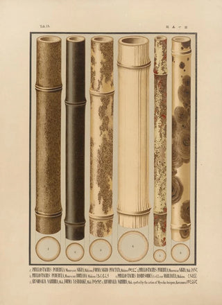 Yasuyoshi Shirasawa - Icones of the bamboos of Japan Nihon chikurui zufu Pl15.webp