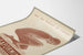 Poster vintage Dragees Balsaformine decorazione murale salute