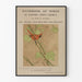 Poster vintage uccello cardinale – Manuale degli uccelli dell'America Nord-Orientale