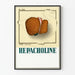 Poster vintage medico illustrazione fegato epatico