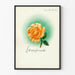 Poster decorativo Lebensfreude con rosa arancione e alone verde Artem Legrand