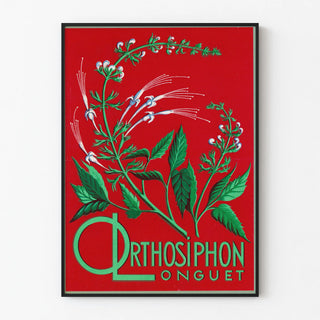 orthosiphon-longuet