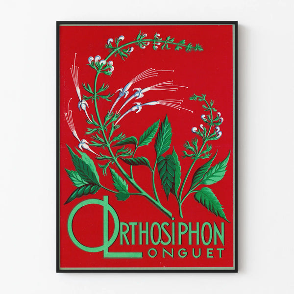 orthosiphon-longuet