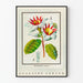 Poster botanico vintage fiore Strophanthus gratus Ouabaïne Arnaud