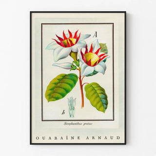 ouabaine-arnaud