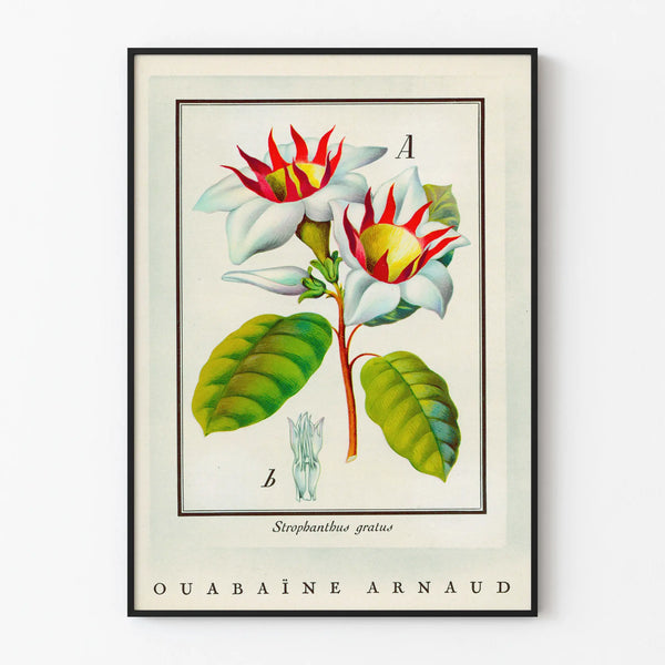 ouabaine-arnaud