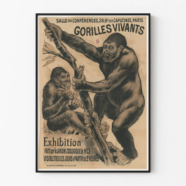 salle-des-conferences-39-bd-des-capucines-paris-gorilles-vivants-exhibition-faite-par-le-jardin-zoologique-de-nice