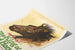Poster vintage Cavallo selvaggio - Il re dei cavalli selvaggi